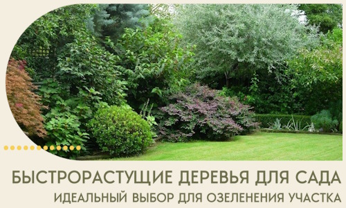 Быстрорастущие деревья для сада идеальный выбор в Павловском Посаде