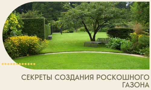 Секреты создания роскошного газона в Павловском Посаде